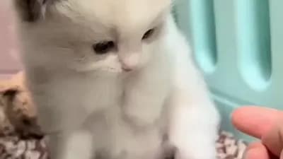 не ме докосвай